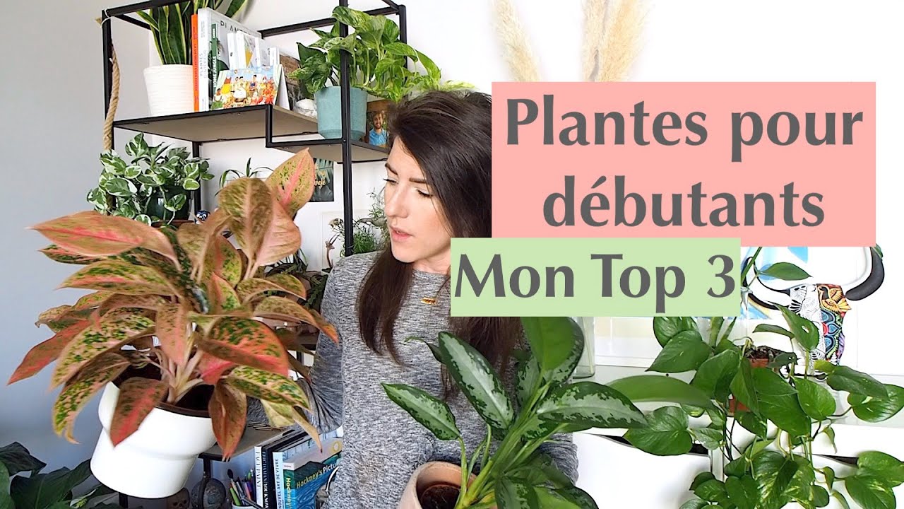 3 Plantes d'intérieur pour débutants !!