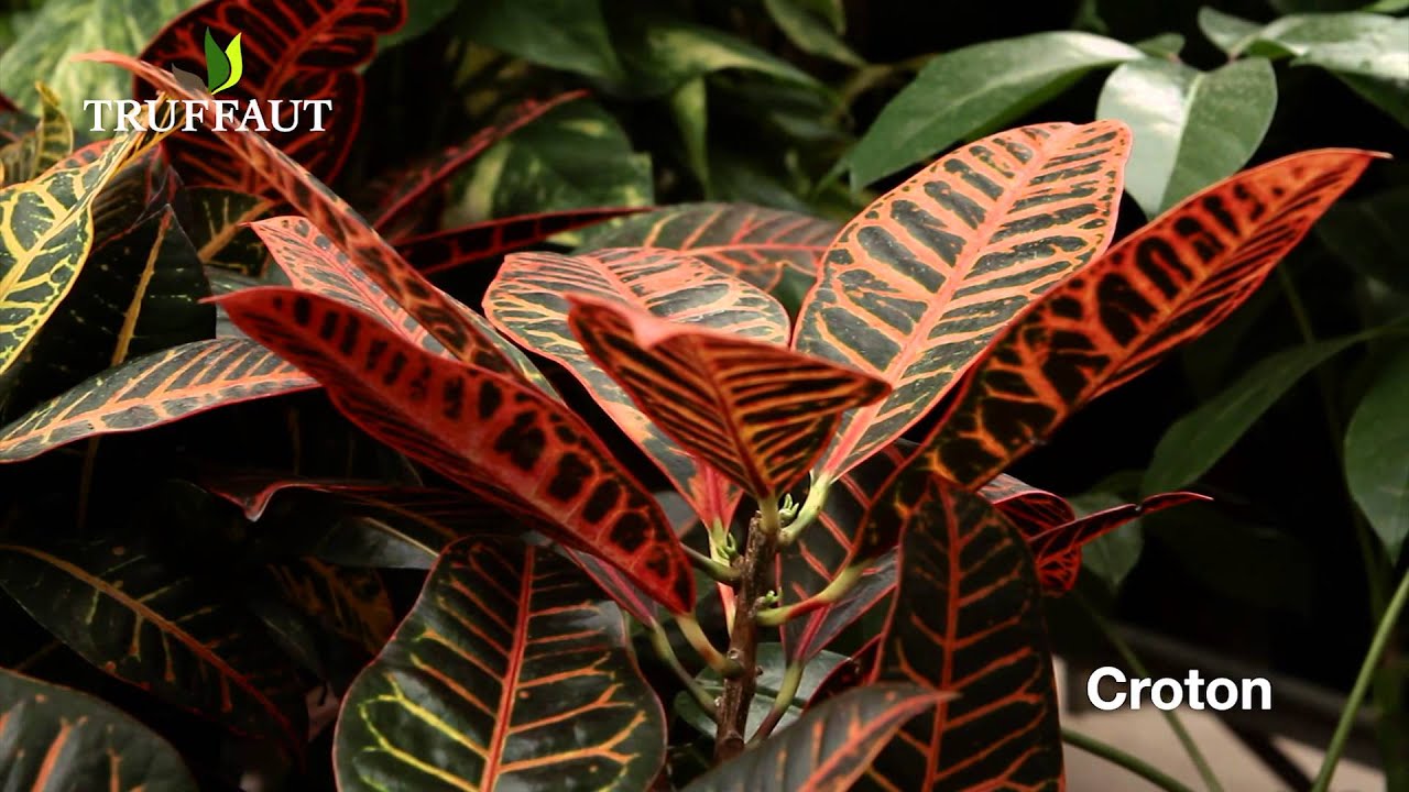 Comment choisir sa plante d'intérieur : quelle plante pour ma maison - Truffaut