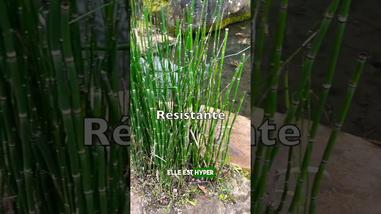 Les prêles du Japon , une plante graphique venue du passé , tendance et sans entretien.