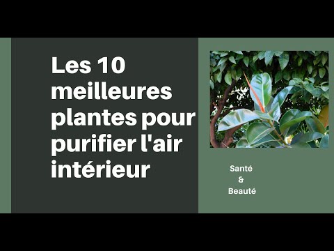 Les 10 meilleures plantes pour purifier l'air intérieur