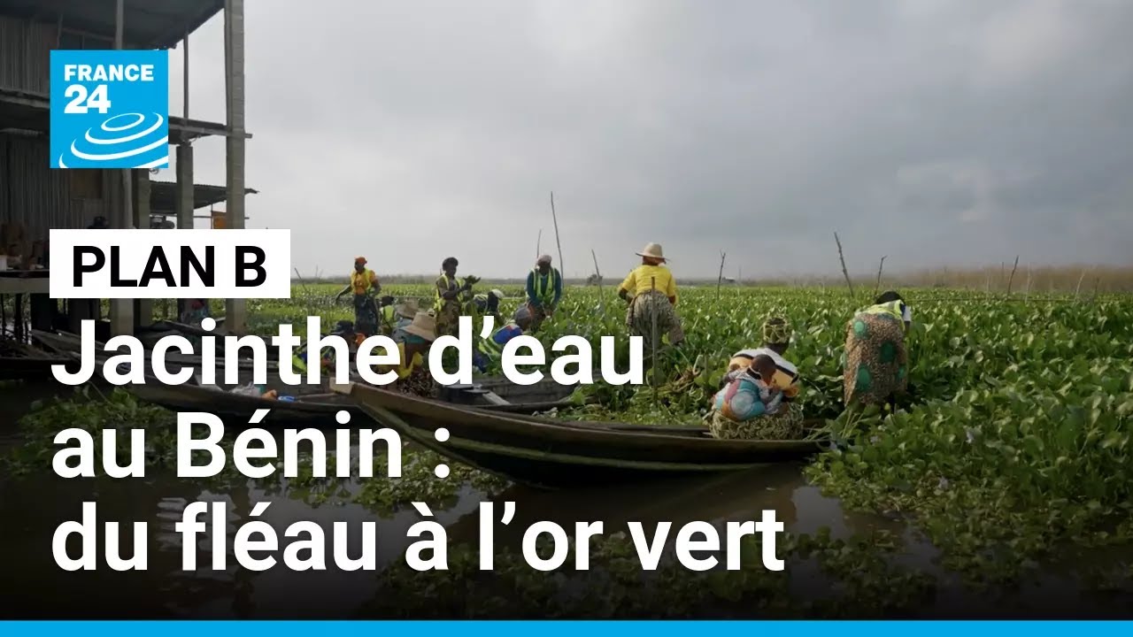 Jacinthe d’eau au Bénin : du fléau à l’or vert • FRANCE 24