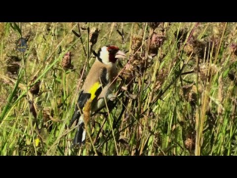 CHARDONNERET Élégant/Été/Graines avant les Foins ! BRUITX