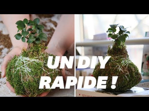 Comment réaliser un Kokedama, l'art végétal japonais qui met en valeur les plantes