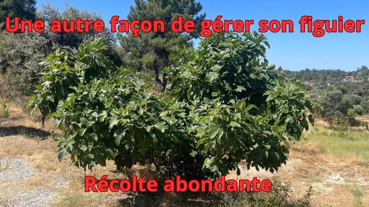 Figuier #6: Une autre façon de gérer son figuier! Récolte abondante