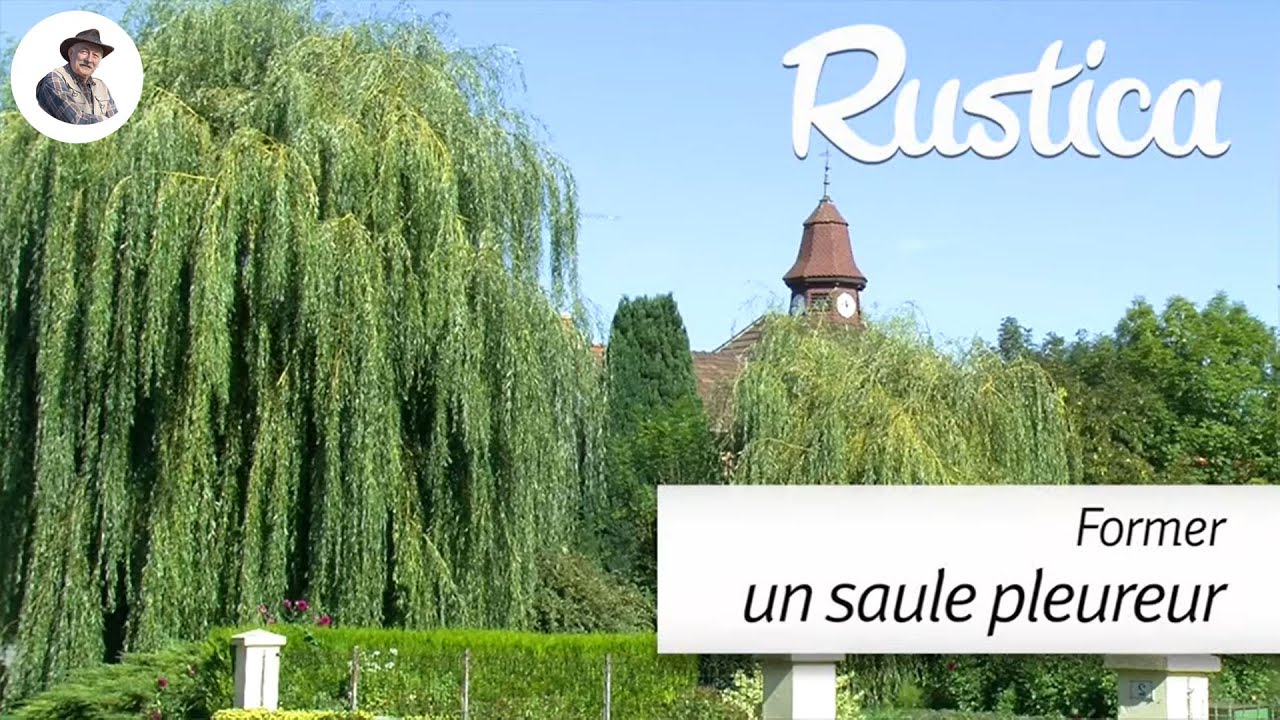 Tailler un saule pleureur