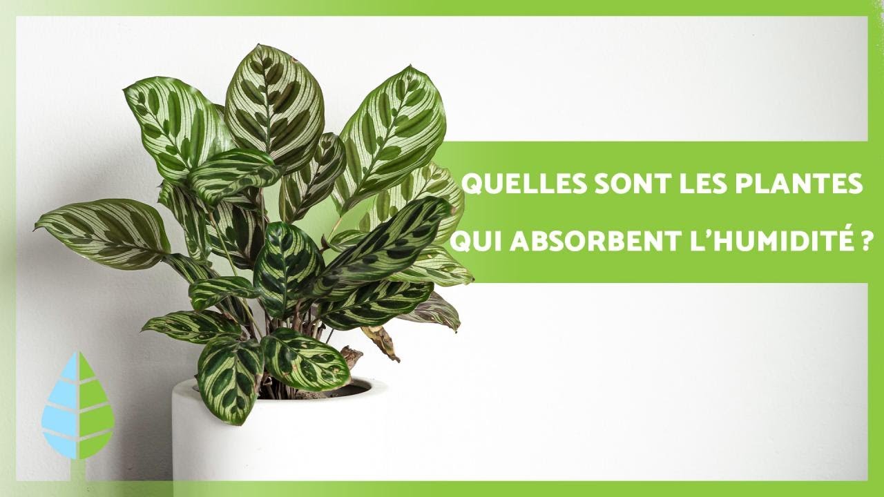 8 PLANTES QUI ABSORBENT L'HUMIDITÉ 🌿💧 (Noms et soins)