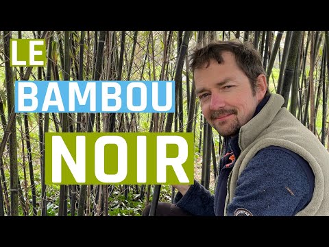 Le bambou noir est-il l'ami des jardins-forêts ?
