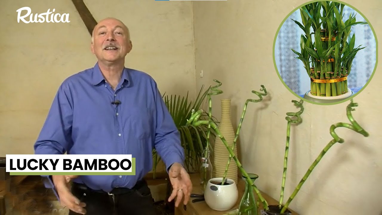Cultiver le Lucky bamboo