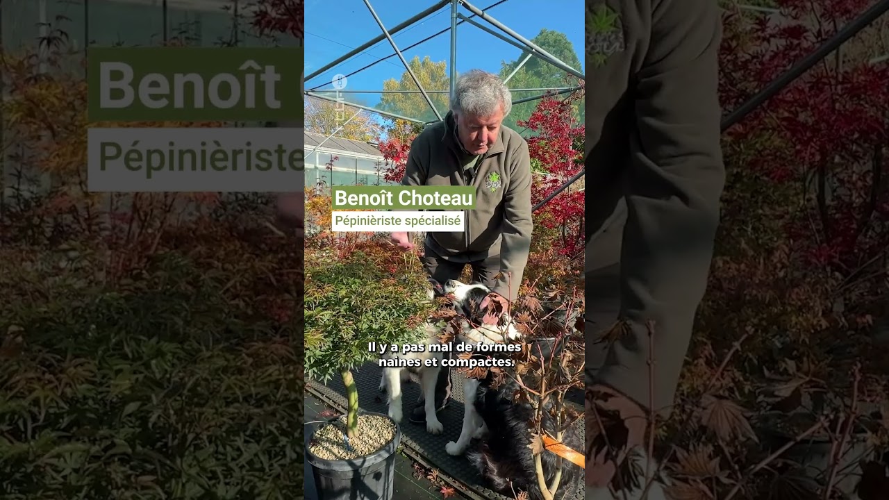 Les secrets de la culture des érables du Japon #jardinsetloisirs #rtbf #shorts
