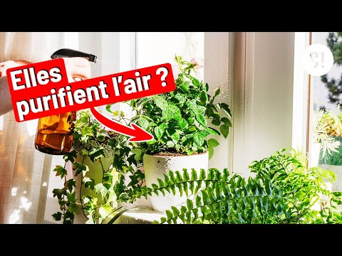 LA VÉRITÉ sur les plantes vertes en intérieur 😨