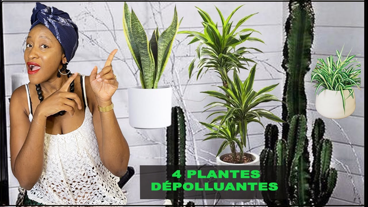 4 PLANTES POUR PURIFIER L'AIR À LA MAISON / PLANTES DÉPOLLUANTES