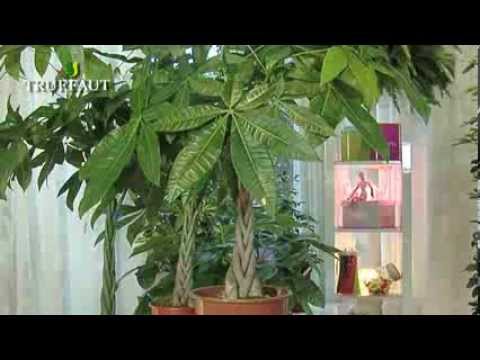 Plante d'intérieur : la choisir et l'entretenir - Truffaut