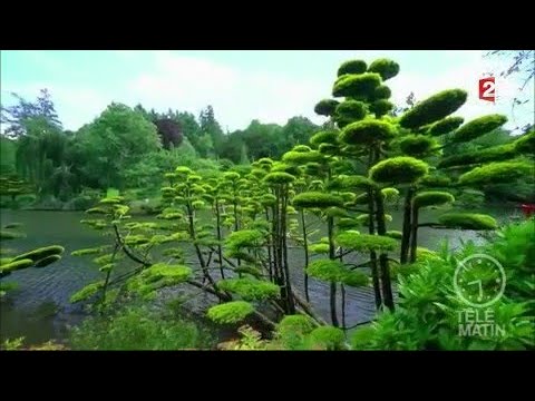 Jardin - Au cœur d'un jardin japonais