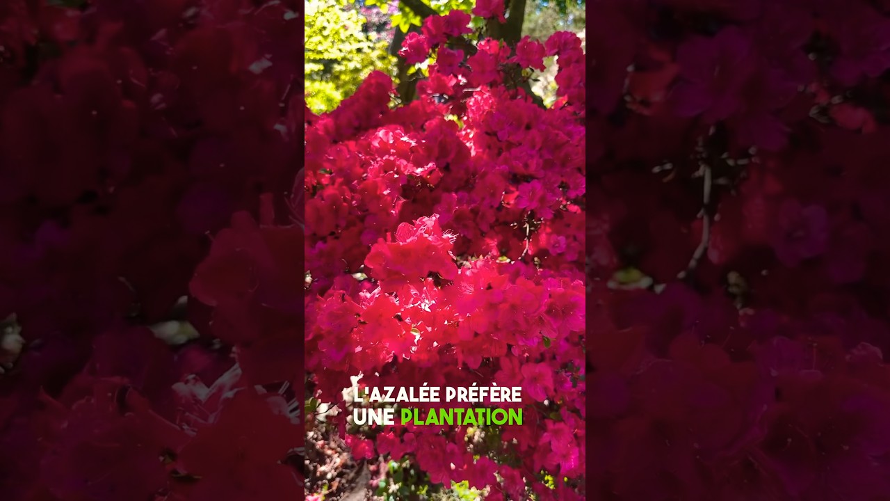 AZALÉE DU JAPON 🌺 L’une des plus belles fleurs ! #azalee