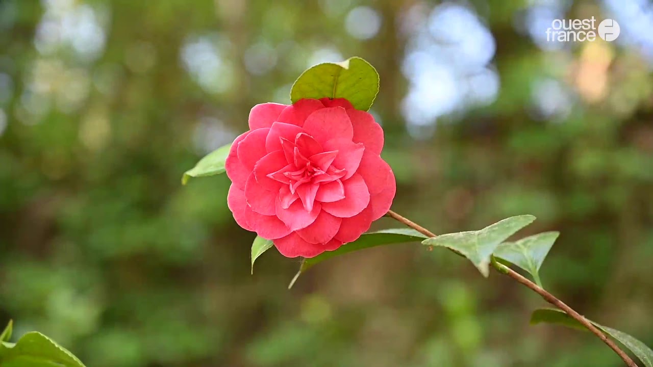 Au jardin de la Perrine à Laval, la nature en pleine ébullition