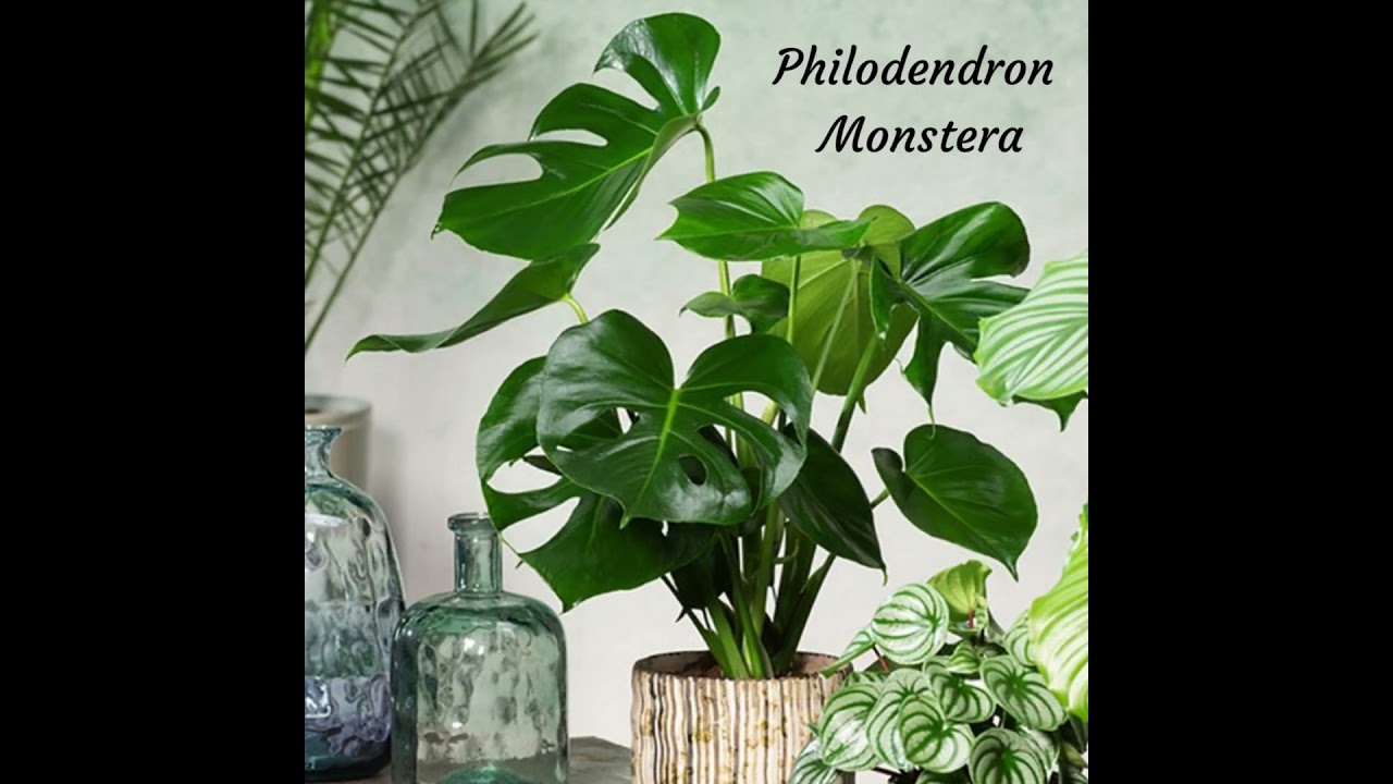 12 plantes dépolluantes pour purifier l'air de votre intérieur ... 🪴