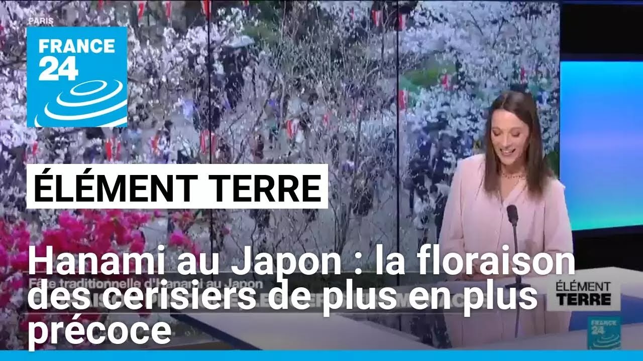 Hanami au Japon : les cerisiers menacés par la floraison précoce • FRANCE 24