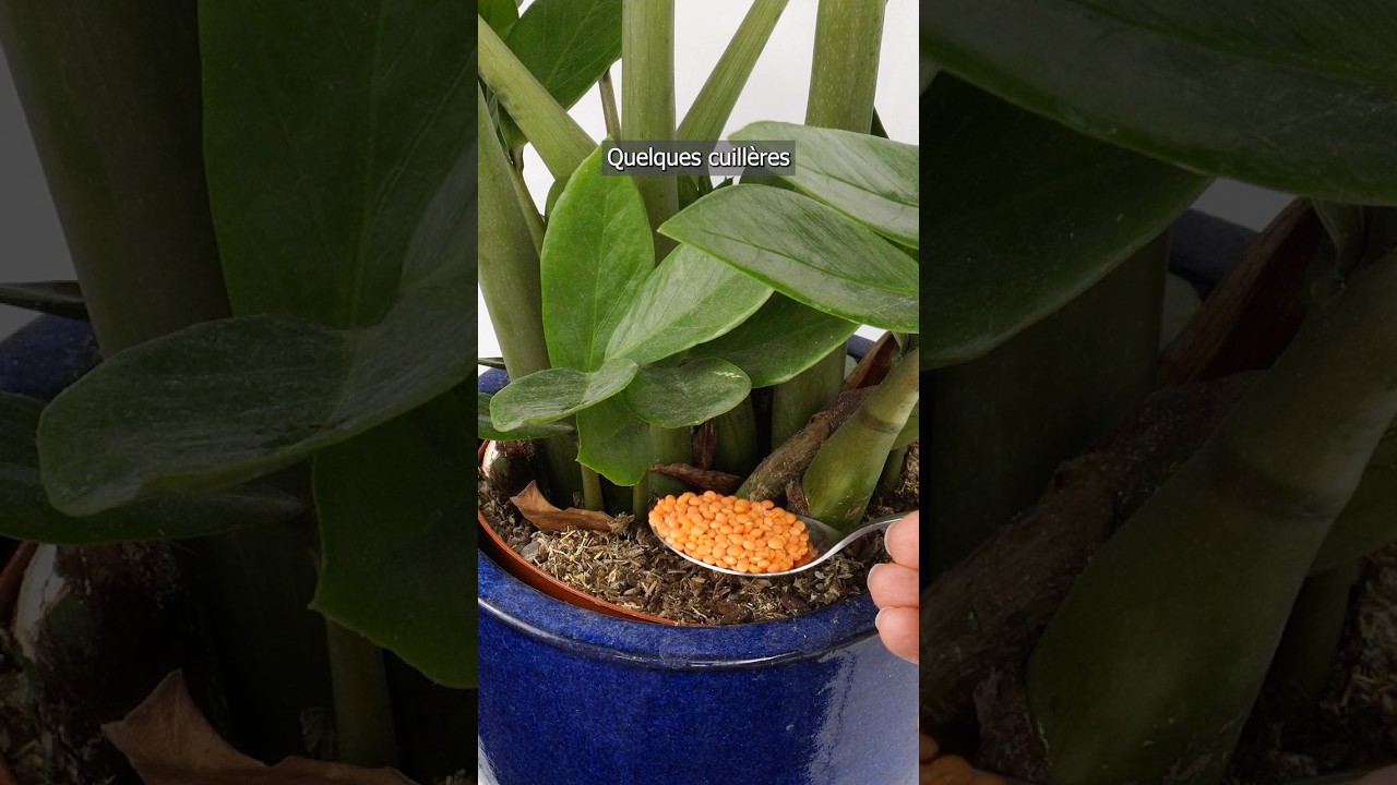 Il suffit de quelques cuillères pour que vos plantes en pot poussent comme jamais !