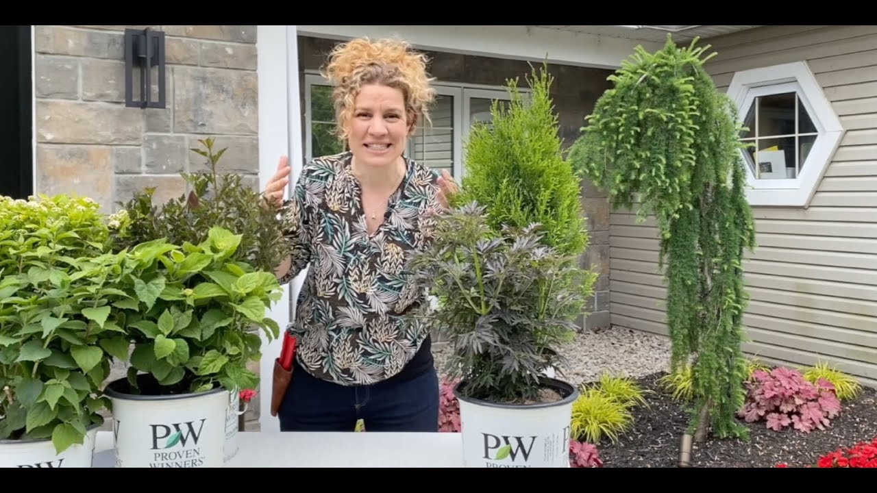 Choix d'arbustes pour petits espaces