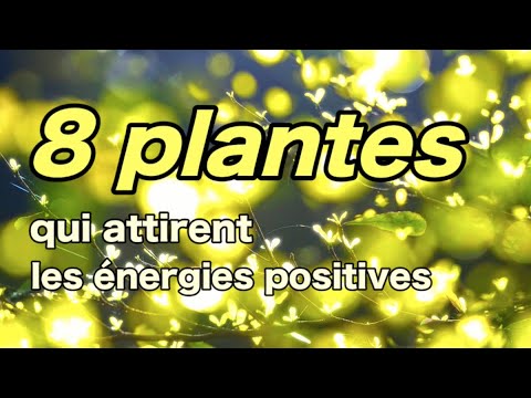 8 plantes qui attirent les énergies positives