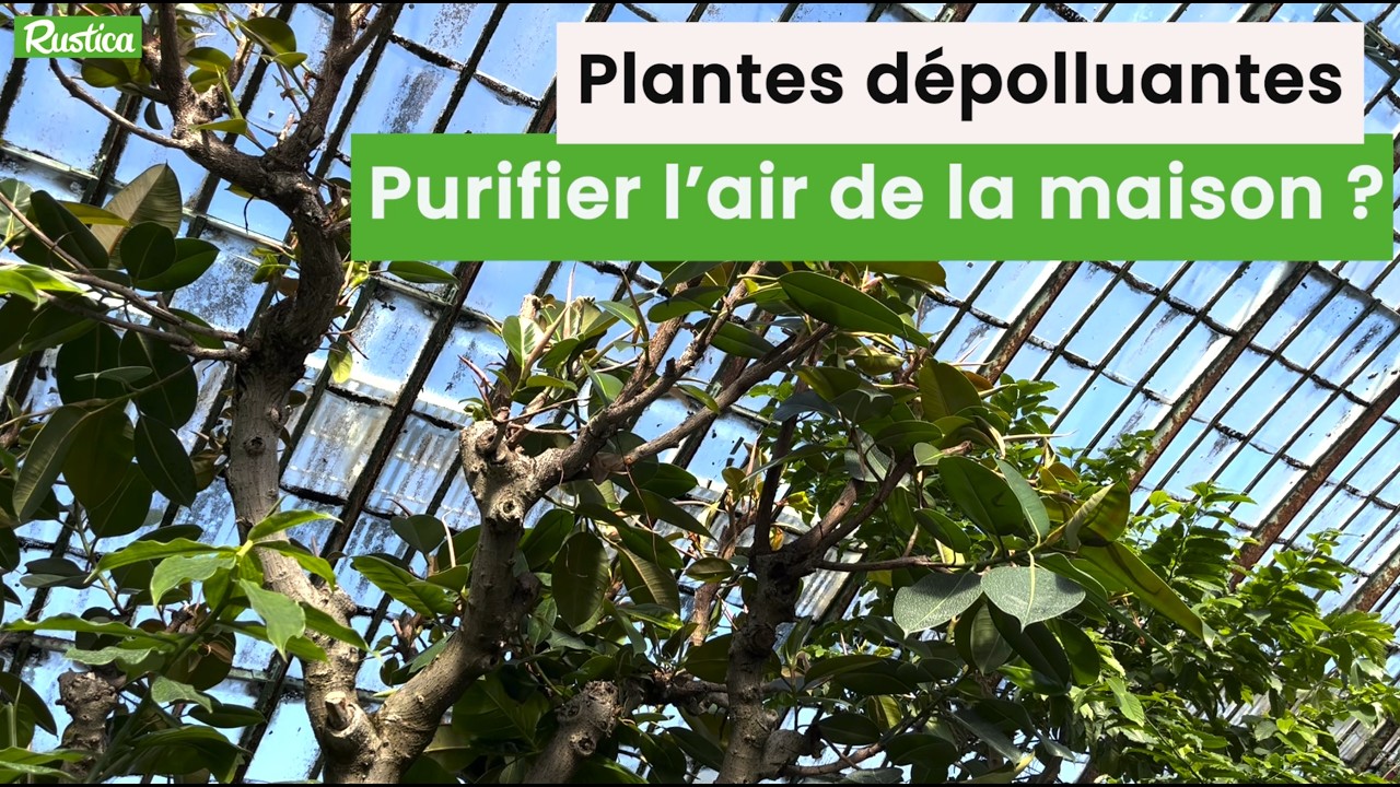 Plantes dépolluantes : la Vérité sur leur efficacité ! (+ 3 plantes faciles d'entretien)