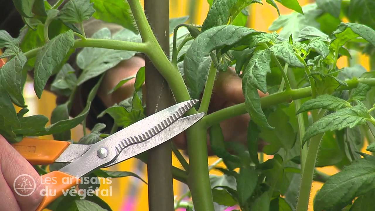 🌿 Comment entretenir et tailler les tomates ? 🍅