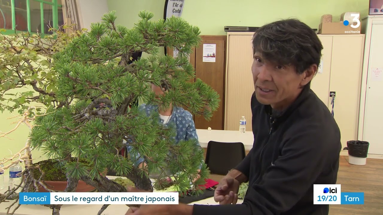 Se perfectionner dans l'art du bonsaï avec un maître japonais