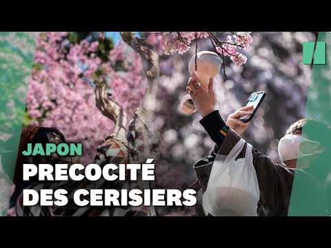 Au Japon, les cerisiers fleurissent en avance (et ce n'est pas une bonne nouvelle)