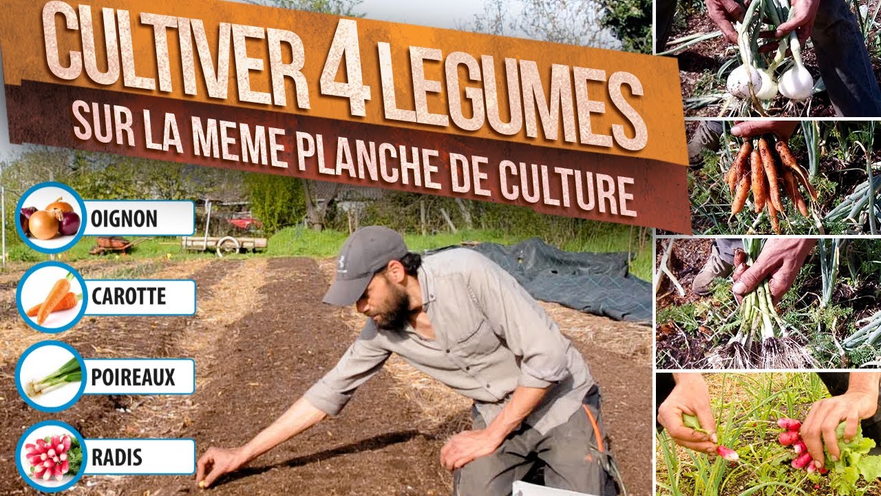 4 légumes sur la même planche - radis-oignon-carotte-poireau permaculture