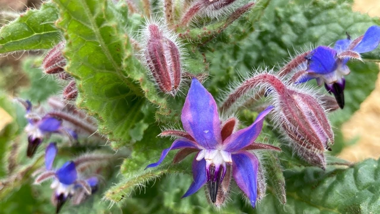 5 fleurs utiles au potager