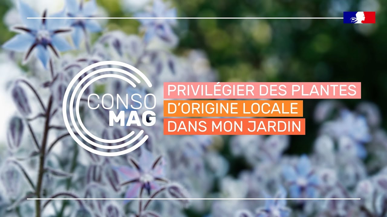 Quelles plantes privilégier pour respecter la biodiversité ?