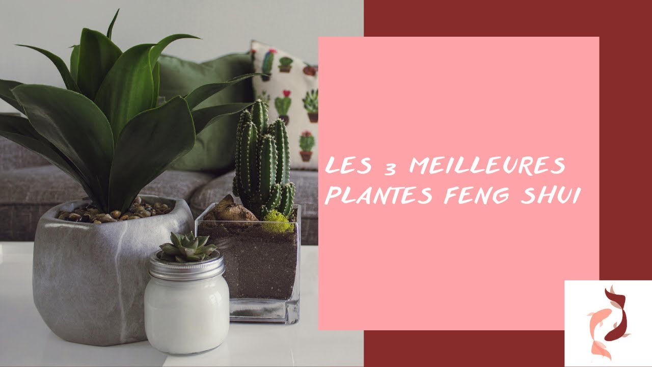 Les 3 meilleures plantes Feng Shui
