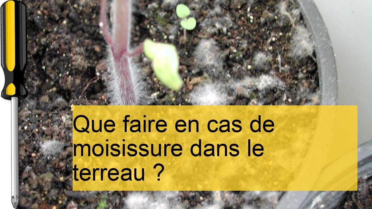 Comment Éliminer la Moisissure dans le Terreau : Solutions Efficaces à Essayer !