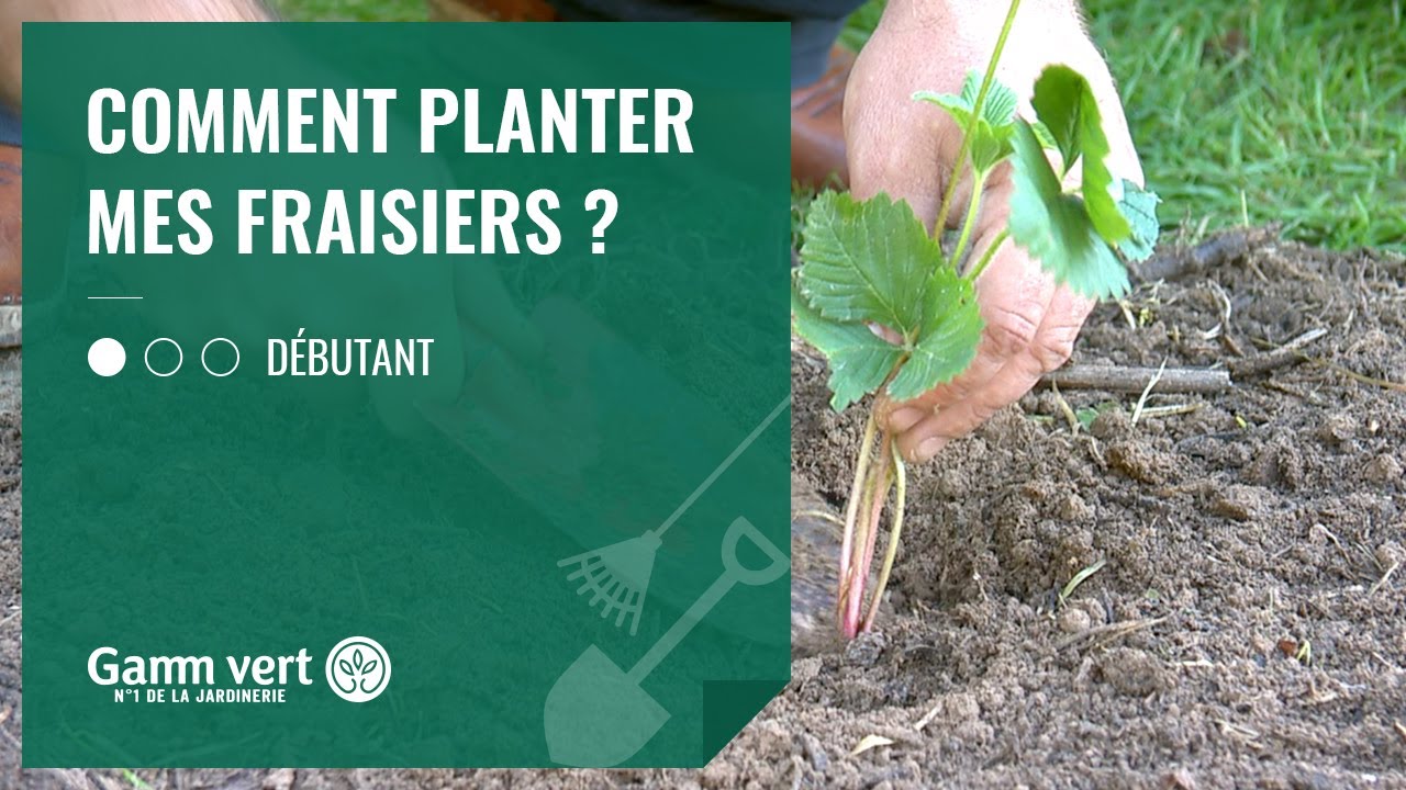 [TUTO] Comment planter mes fraisiers  - Jardinerie Gamm vert