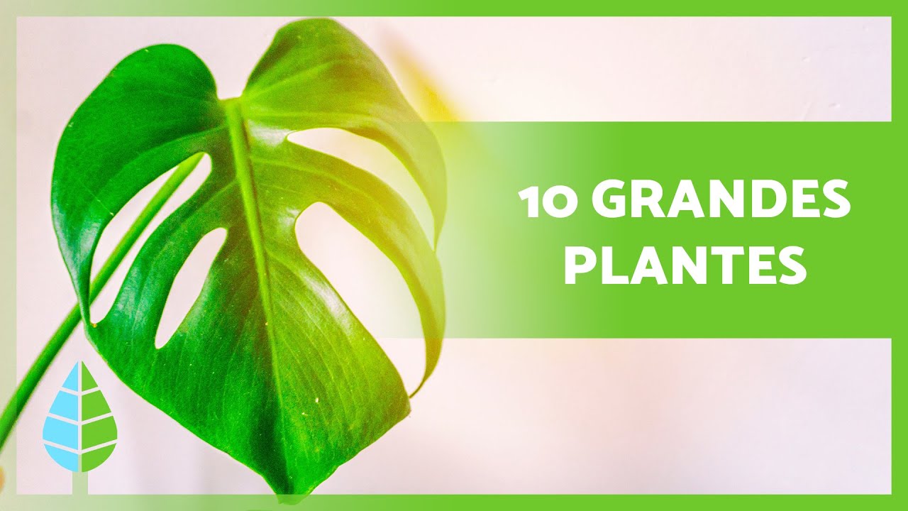 10 GRANDES PLANTES D'INTÉRIEUR 🌳 (Noms et Soins)