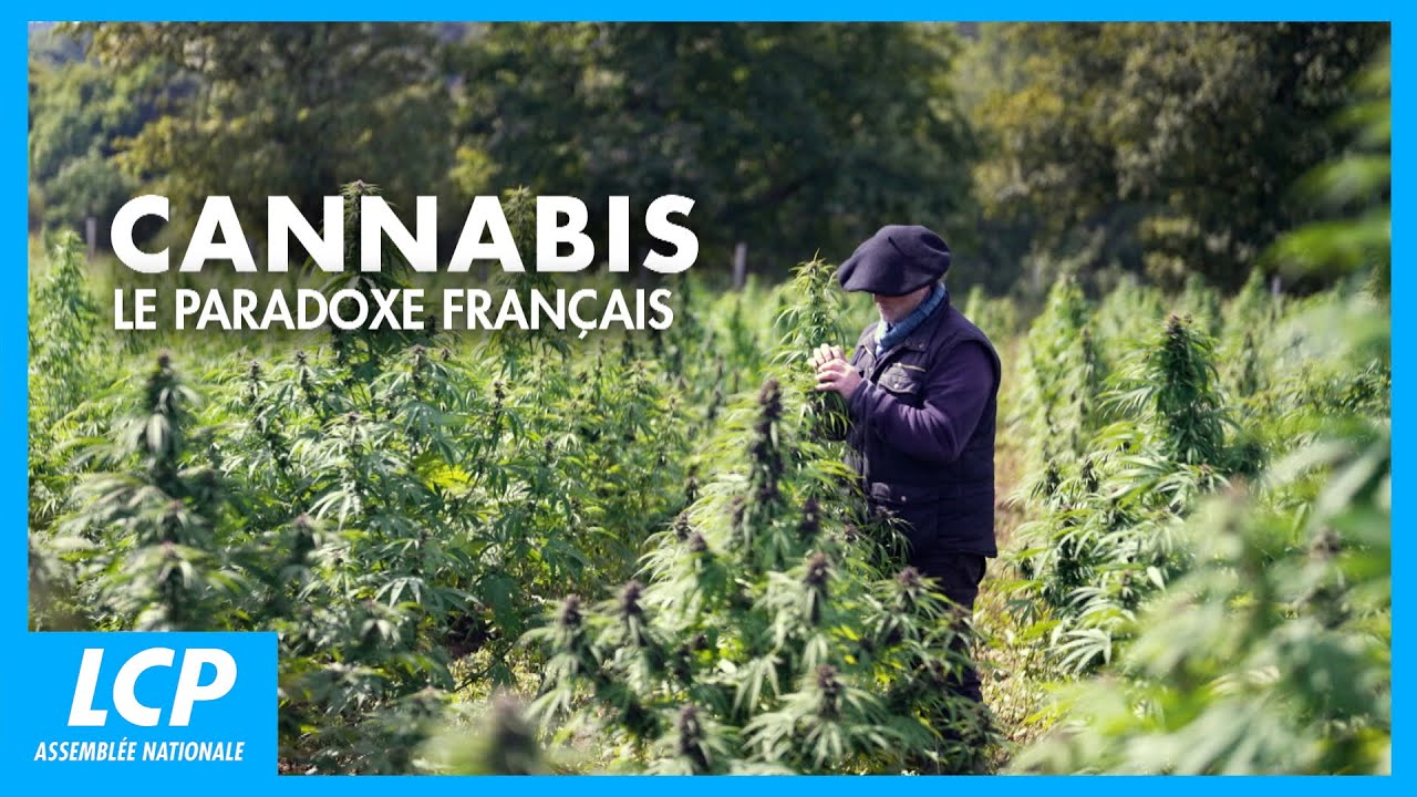 Cannabis en France : Répression ou Légalisation, Quel Avenir ? | Documentaire complet