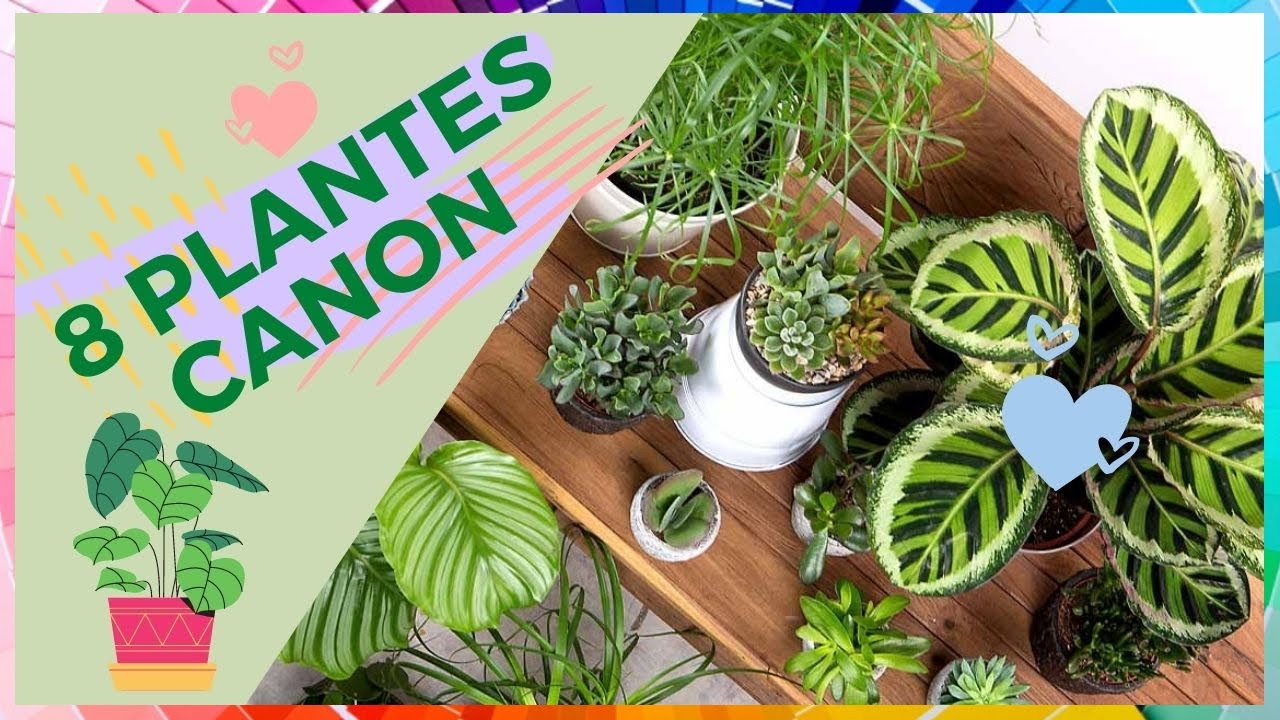 8 plantes pour SUBLIMER votre intérieur !
