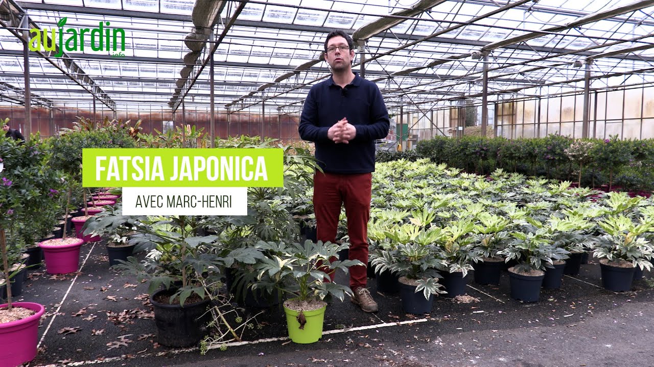 FATSIA du JAPON, une PLANTE très GRAPHIQUE - CULTURE et ENTRETIEN