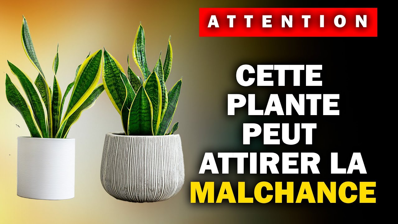Ne placez jamais cette plante ici - Elle attire la malchance et la pauvreté.