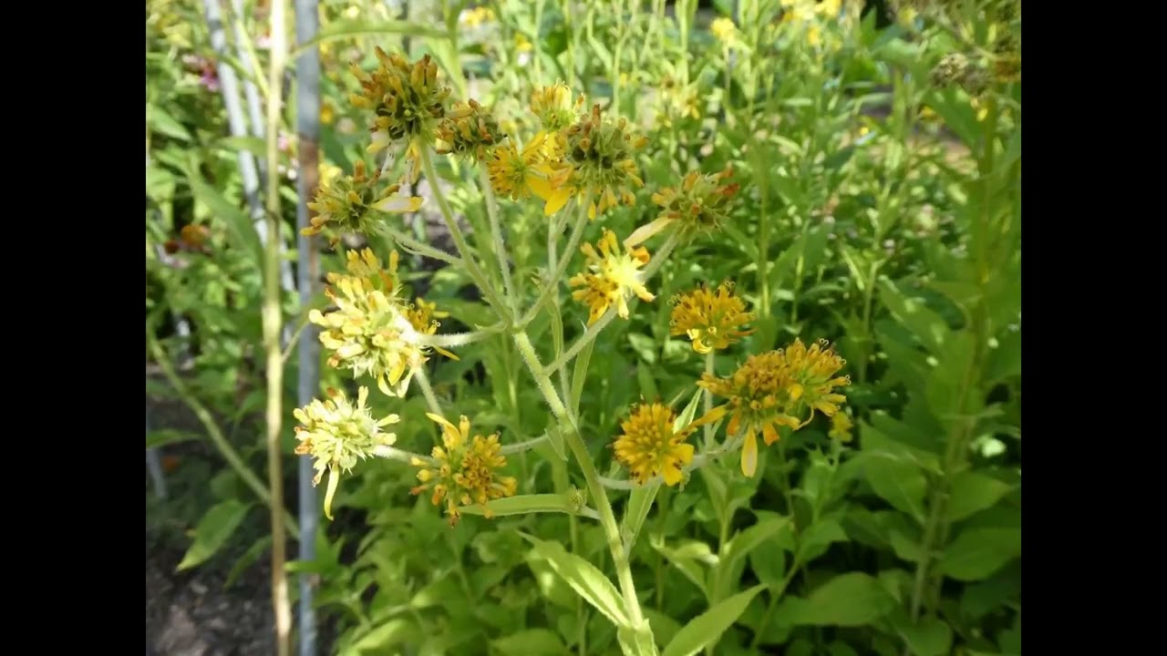 31 aout #2025 les fleurs de fin d'été .... jardin botanique de Meise #belgique