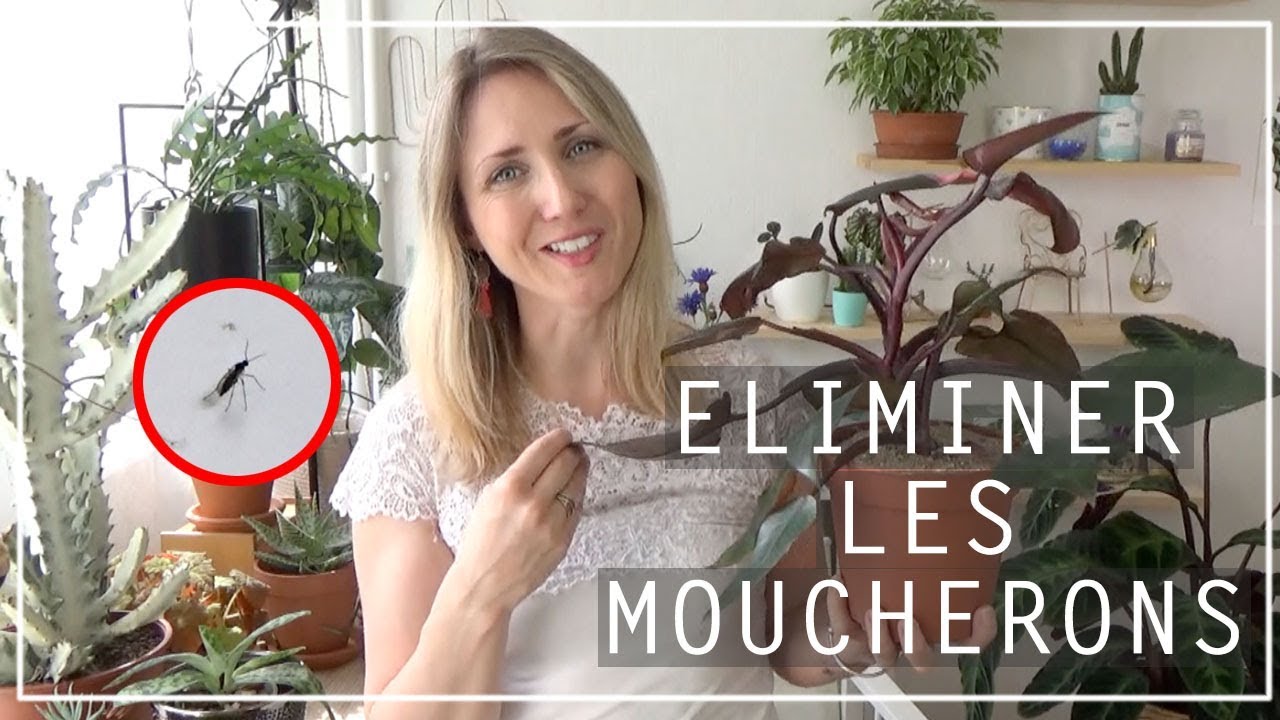 🌿 Astuce anti moucherons sur les plantes d'intérieur | Solution naturelle anti sciarides