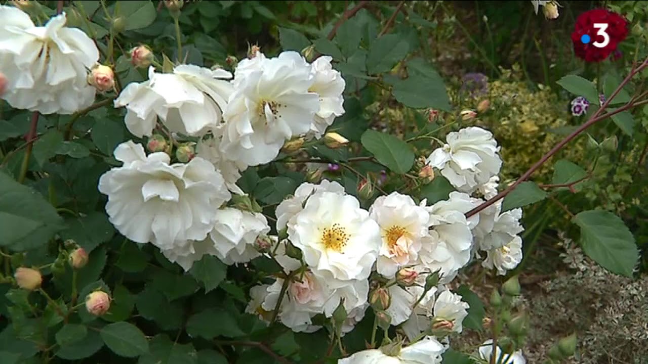 Sarthe / Un jardin extraordinaire !