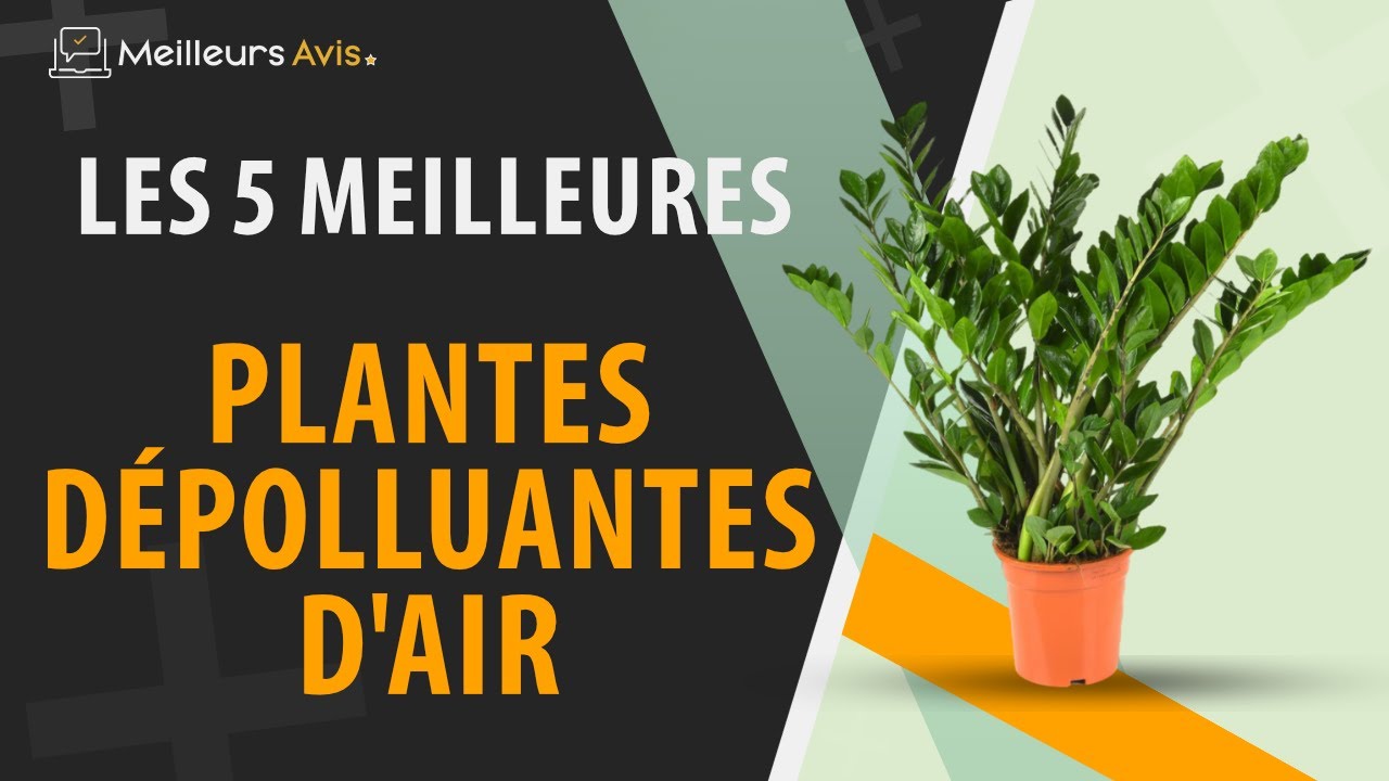 ⭐️ MEILLEURES PLANTES DÉPOLUANTES D'AIR - Comparatif 2024