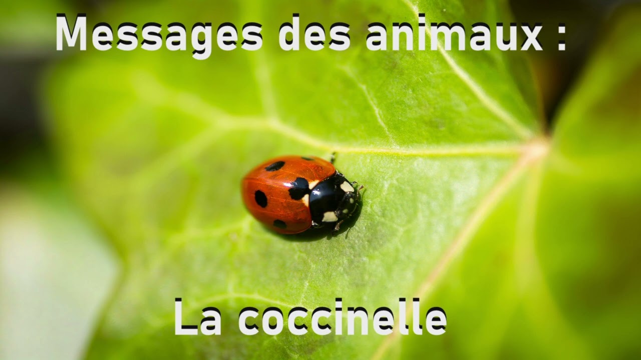 Messages des animaux : la coccinelle - symbolique spirituelle
