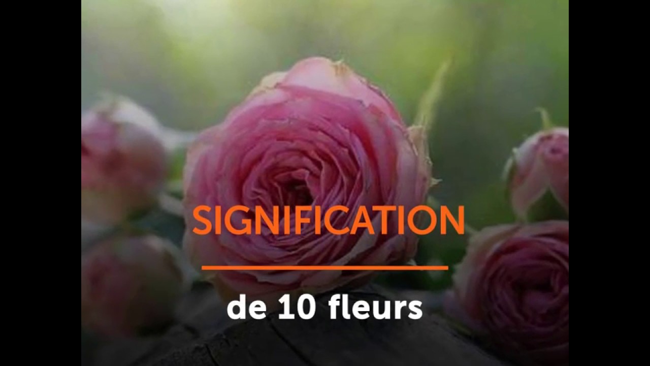 Signification de 10 fleurs