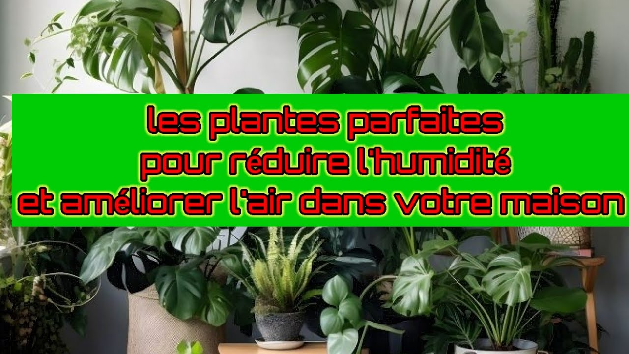 Quelles sont ces 7 plantes parfaites pour réduire l'humidité et améliorer l'air dans votre maison ?