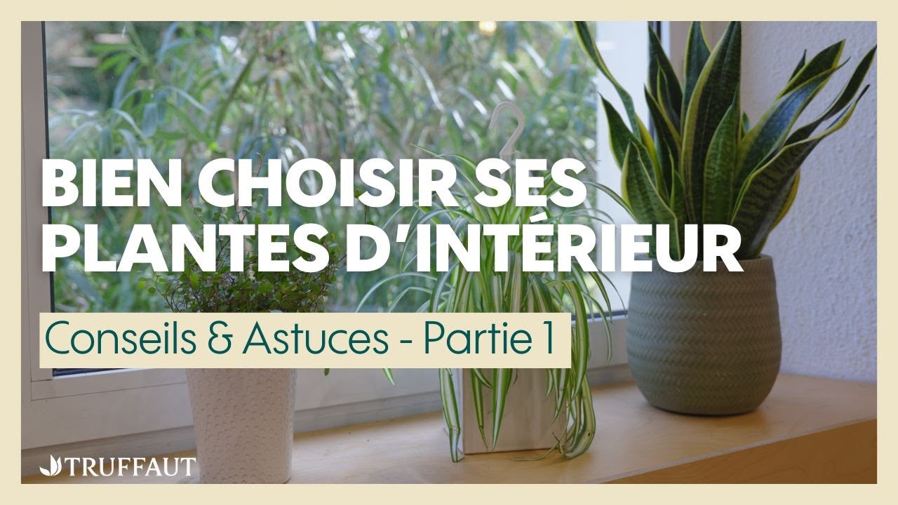 Les plantes d'intérieur faciles 1/2 - Truffaut