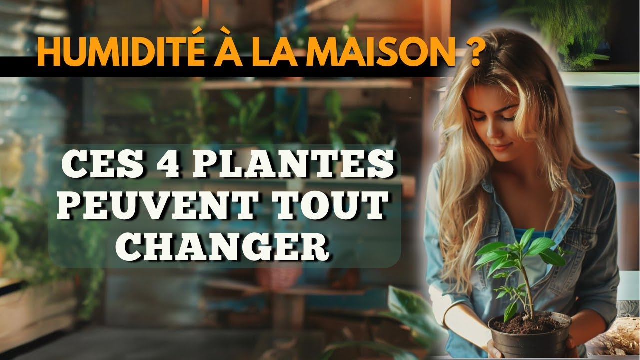 Humidité à la maison ? Ces 4 Plantes Peuvent Tout Changer