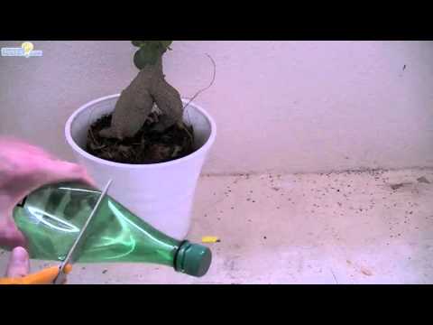 décoration d'intérieur avec un Bonsaï