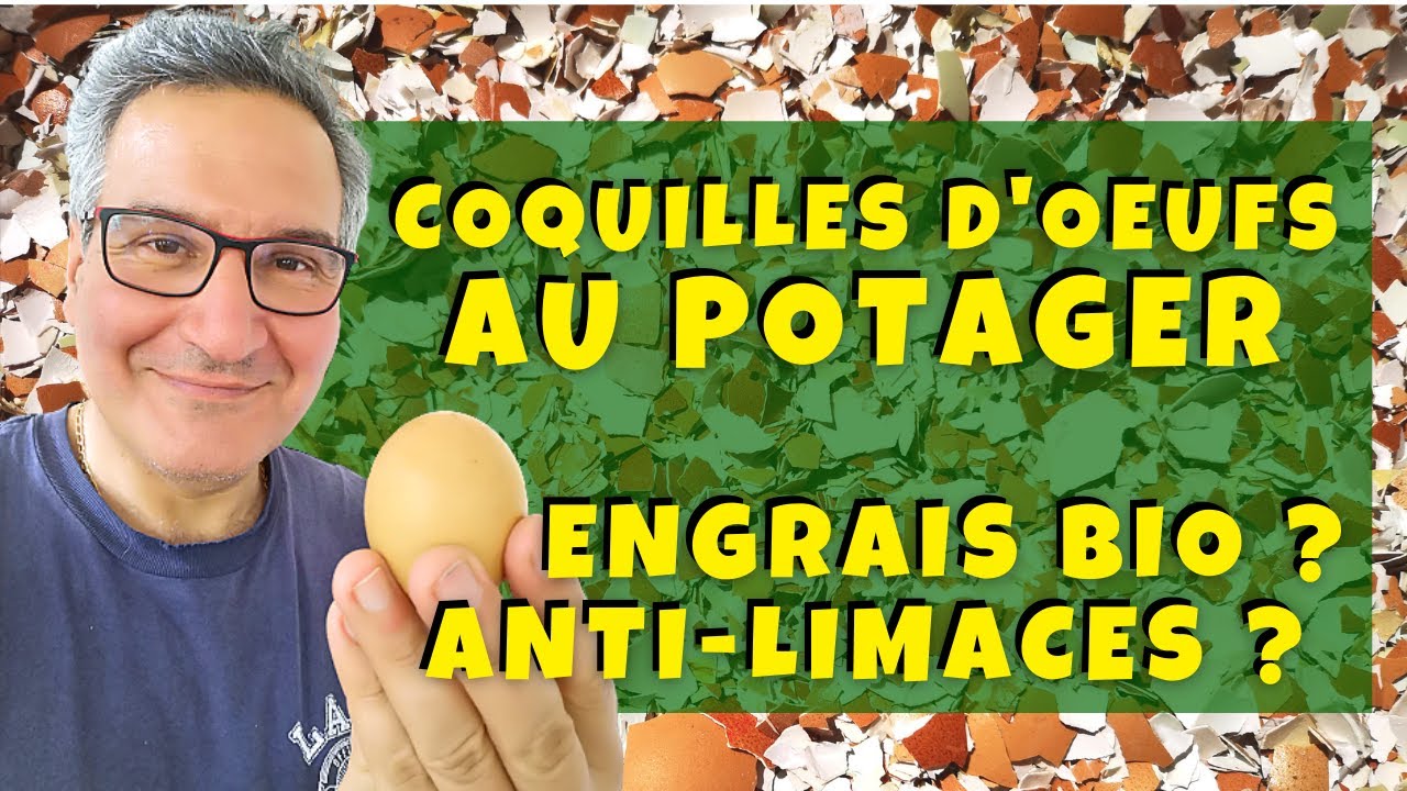 Poudre de coquilles d'oeufs au potager : engrais naturel et anti-limaces ?? 🤔